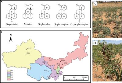 Correlation in endophytic fungi community diversity and bioactive compounds of Sophora alopecuroides